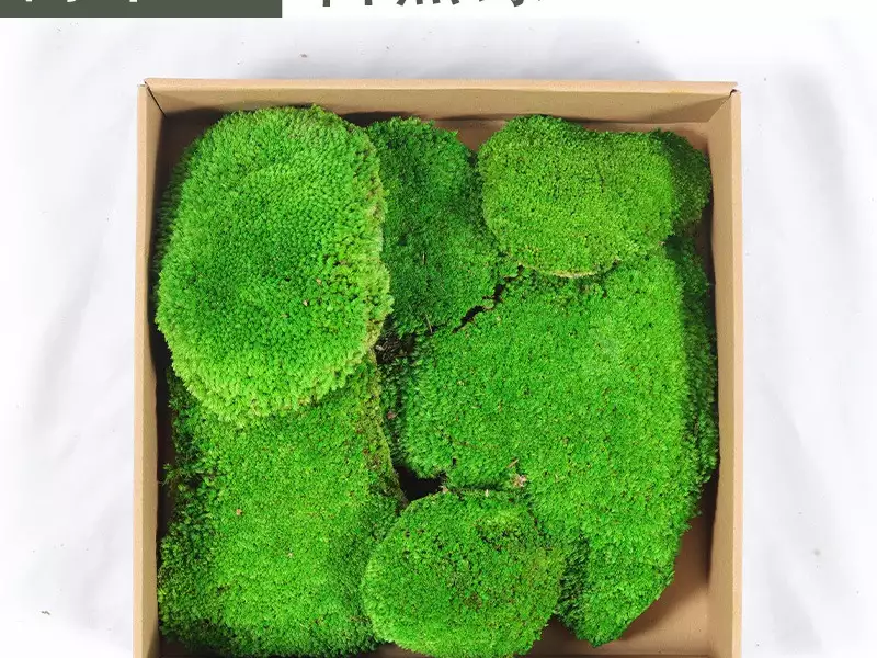 苔藓原材料