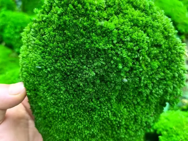 苔藓原材料